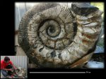 Ammonitoceras sp.