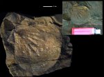 Pecten sp.