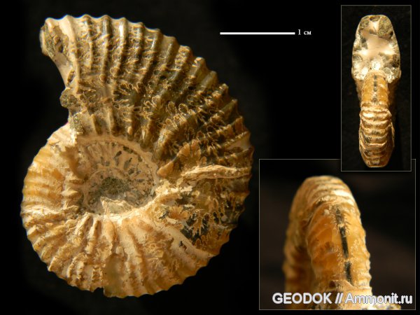 мел, апт, Ammonoidea, Acanthohoplites, аммоноидеи, Acanthohoplites nolani, Aptian, Cretaceous