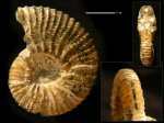 Acanthohoplites nolani nolani