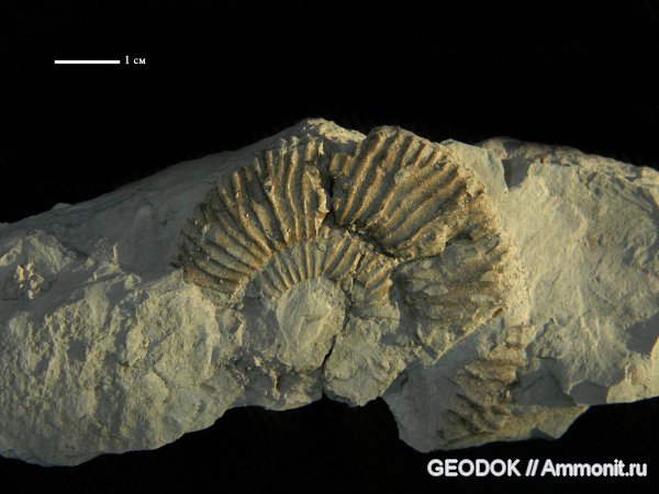 мел, берриас, Ammonoidea, аммоноидеи, Berriasella, Berriasian, Cretaceous