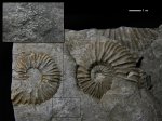 Euthymiceras transfigurabilis