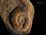 Protetragonites sp.