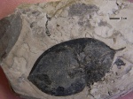 Cinamomum sp.