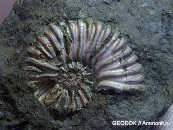 аммониты, мел, апт, Ammonites, Colombiceras, Aptian, Cretaceous