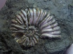 Colombiceras sp.