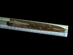 Cylindroteuthis sp.