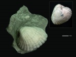 Prosodacna  sp.
