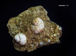 Viviparus neumayri