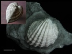 Limnocardium subsquamulosum