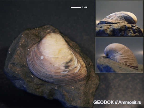 неоген, миоцен, двустворчатые моллюски, Mactra, сармат, Mactridae