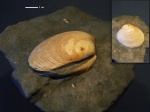 Venerupis vitaliana