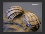 Caladacna sp.