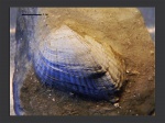 Pontalmyra subcarinata