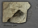 Punctaptychus malbosi
