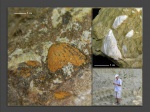 Представители сем. Cardiidae и Dreissenidae