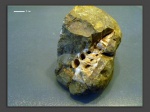 Nerinea sp.