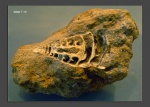 Cryptoplocus sp.
