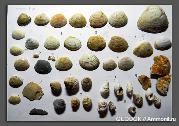 Chlamys, Mactra, Nassa, Mactridae, Venerupis, Trochidae, Veneridae, Lutetidae, Cаrdiidae, Pectinidae, Nassidae, Trochus, Obsoletiforma, Savanella
