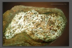 Filograna aff. F. sarcinella