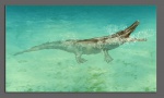 Ambulocetus