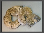 клансейские Acanthohoplites