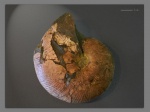 Euphylloceras anthulai
