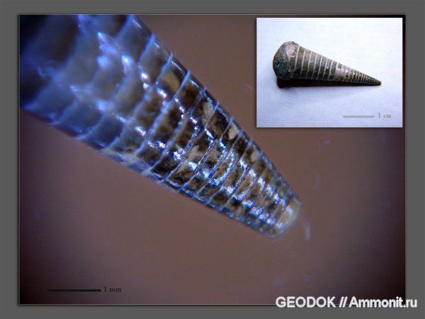 белемниты, мел, апт, Mesohibolites, Aptian, Cretaceous, belemnites
