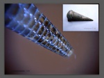Фрагмокон Mesohibolites