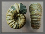 Acanthohoplites bigoureti