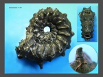 Kosmoceras pollux