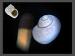 Trochus (?) sp.