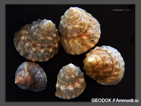 гастроподы, неоген, прижизненная окраска, Gastropoda, Trochidae