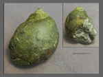 Ampullospira