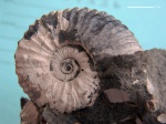 Acanthohoplites