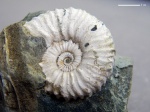 Acanthohoplites