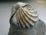 Limnocardium subsquamulosum