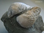 Prosodacna sp.