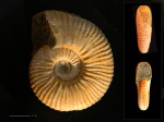 Acanthohoplites laticostatus