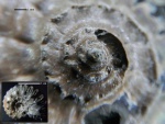 Kosmoceras gemmatum