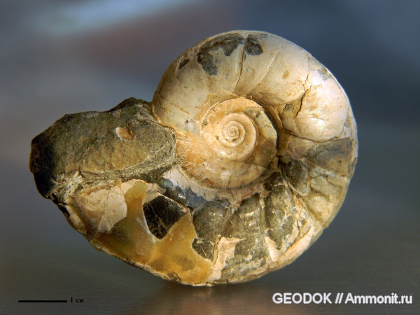 мел, апт, Eogaudryceras, Aptian, Cretaceous