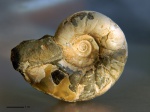 Eogaudryceras duvali