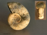 Eogaudryceras duvali