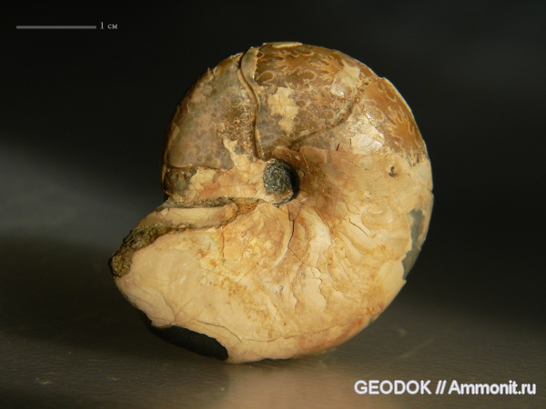 мел, апт, Ammonoidea, аммоноидеи, Melchiorites, Aptian, Cretaceous