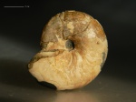 Melchiorites