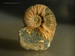 Acanthohoplites bigoureti