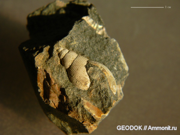 гастроподы, мел, апт, Ringicula, Aptian, Cretaceous