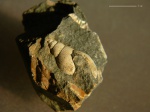 Ringicula