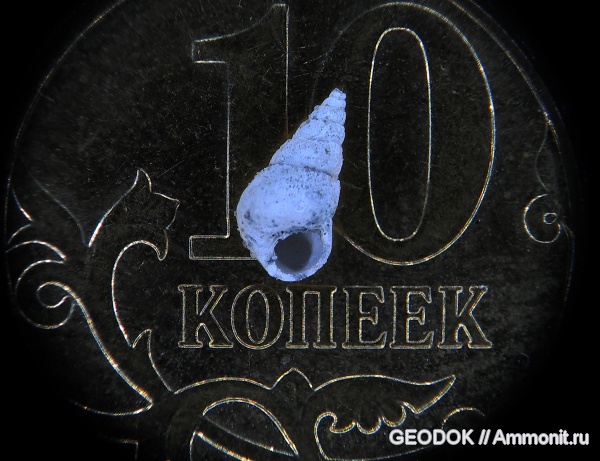 неоген, миоцен