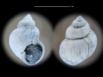Viviparus